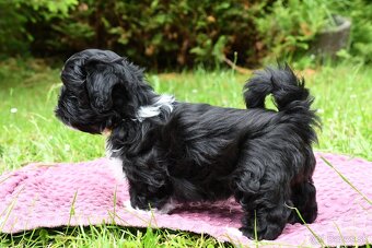 Lhasa Apso - 3