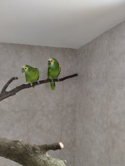 Amazoňan modročelý xanthopteryx - 3