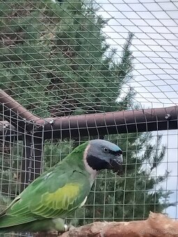 Alexander čínsky - 3