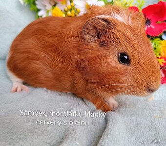 Morča/Morčiatka samčekovia - 3