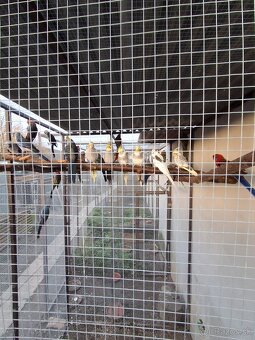 Rozela Penant +korely - 3