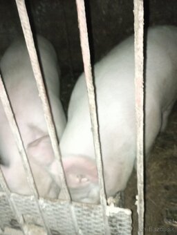 Predám prasa - 3
