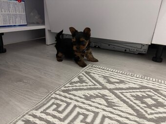 Yorkshirsky terier mini - 3