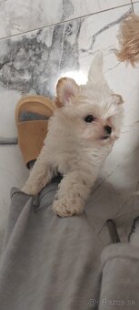 Predám Yorkshire terrier mini - 3