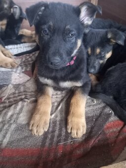 Nemecký ovčiak - 3