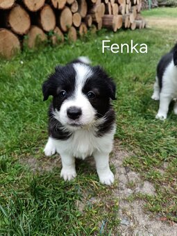 Šteniatka na predaj - 3