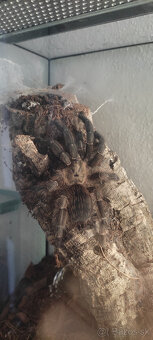 pavúk, tarantula, vtáčkar - 3