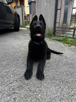 Nemecký ovčiak šteniatka s PP - 3