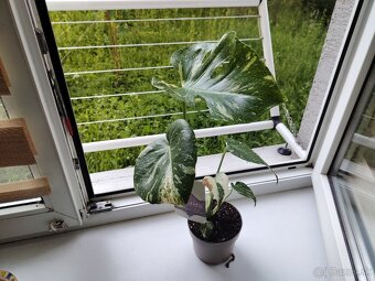 Monstera THAI - 3