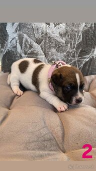 Jack Russel Terier - 3