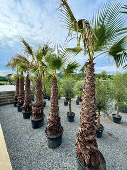 Palma washington robusta - 3