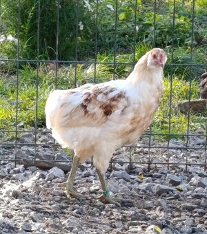Araucana fuzata - 3
