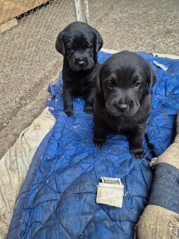 Labrador Retriever - 3