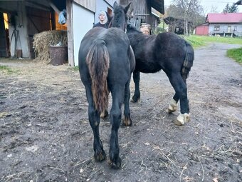 Ogiery zimnokrwiste - 3