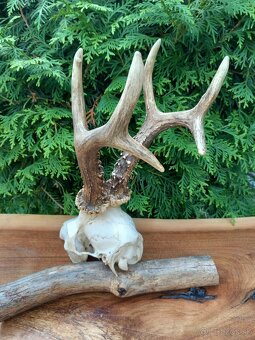 Trofej paroh Parohy Zhody parožie srnec - 3