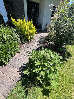 Dlažba imitácia dreva 68x23x4.5cm od 5,-EUR(ks) - 3