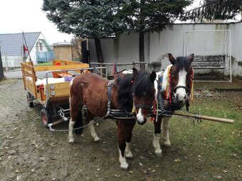 welsh  krasne kobylky - 3