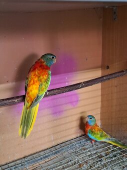 Neoféma modrohlavá - 3