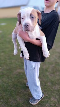 Šteniatka American Bully XL - 3