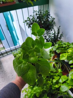 Nádchovník rímovník muchovník - 3