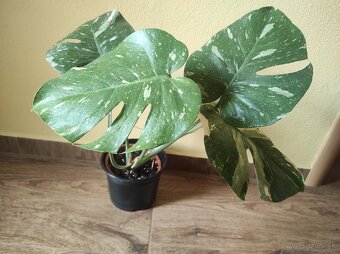 Monstera Thai - 3