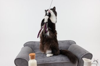 KEVIN hľadá domov - 3