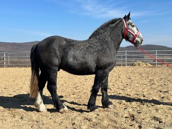 Valach na predaj - percheron - 3