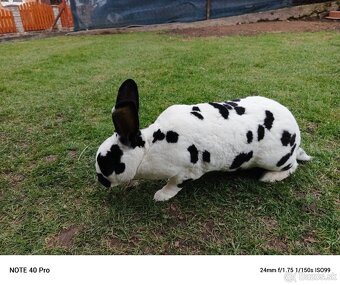 Rex dalmatin strakač čierny - 3