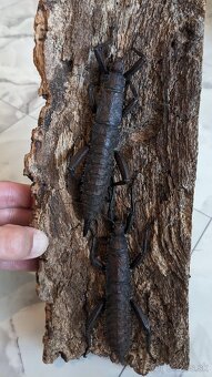 Eurycantha calcarata - 3