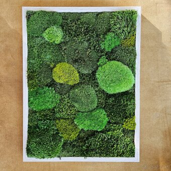 Machové obrazy 40x30 - 3