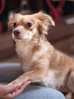 jorkšírský teriér - 3