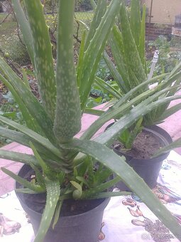 Liečivý kaktus Aloe Vera.... - 3