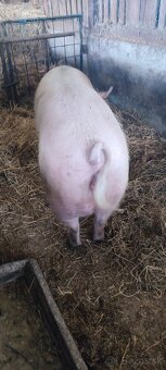 Predám prasnicu po prvých prasiatkach - 3