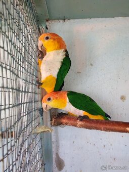 Amazonik bielobruchy - 3