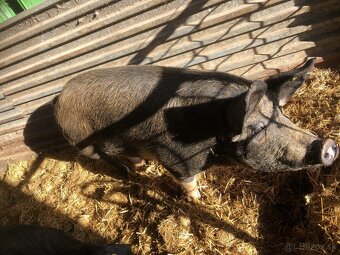 Jatočné ošípané - 3