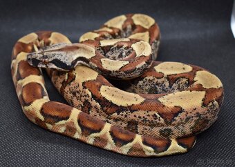 IMG Boa Constrictor - 3