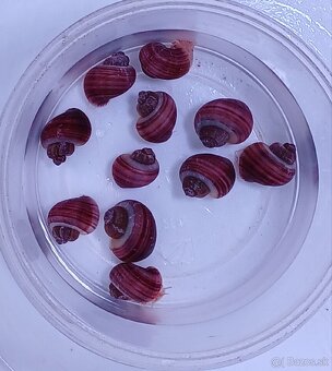 Ružove a biele Ampularie-Pomacea bridgesii - 3