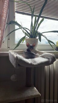 Sphynx - 3