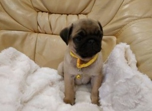 Mops s PP - 3