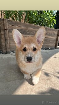 Welsh Corgi Pembroke s PP - 3