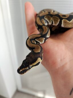 Python Regius - Pytón kráľovský - Ball Python - 3