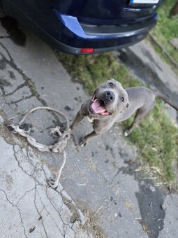 Americký staford - 3