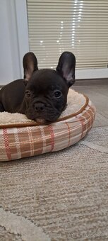 Francuzsky buldoček - 3