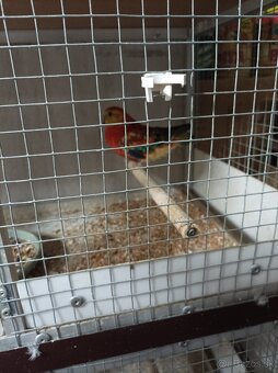 Predám spevavce - 3