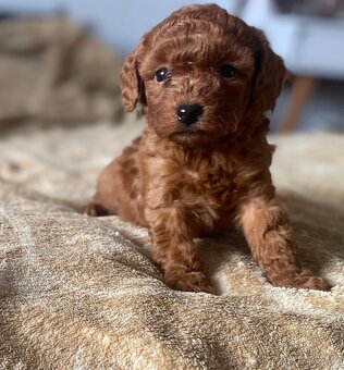 Pudel Toy - psikovia red bez pp - 3