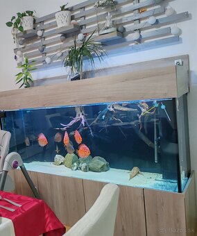 ‼️Akvarium 170x50x70cm‼️ - 3