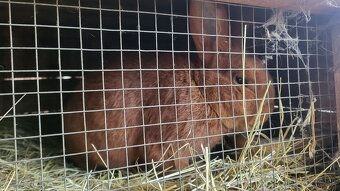 Novozélandský červený (1-0 , samce) - 3