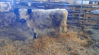 Galloway jalovica - 3