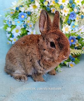 Zakrslý rex - kastorex - 3