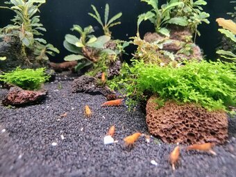 Predám krevetky Orange Sunkit Grade SS - 3